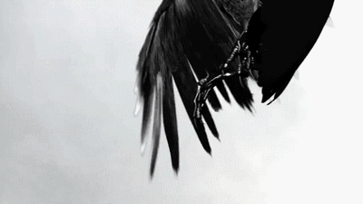 Gif animé gothique corbeau